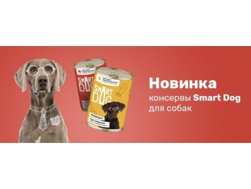 Все о породе Британская короткошорстная